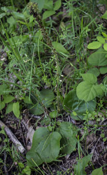 Image of Bull's coraldrops