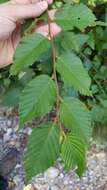 Image of European Hop-hornbeam