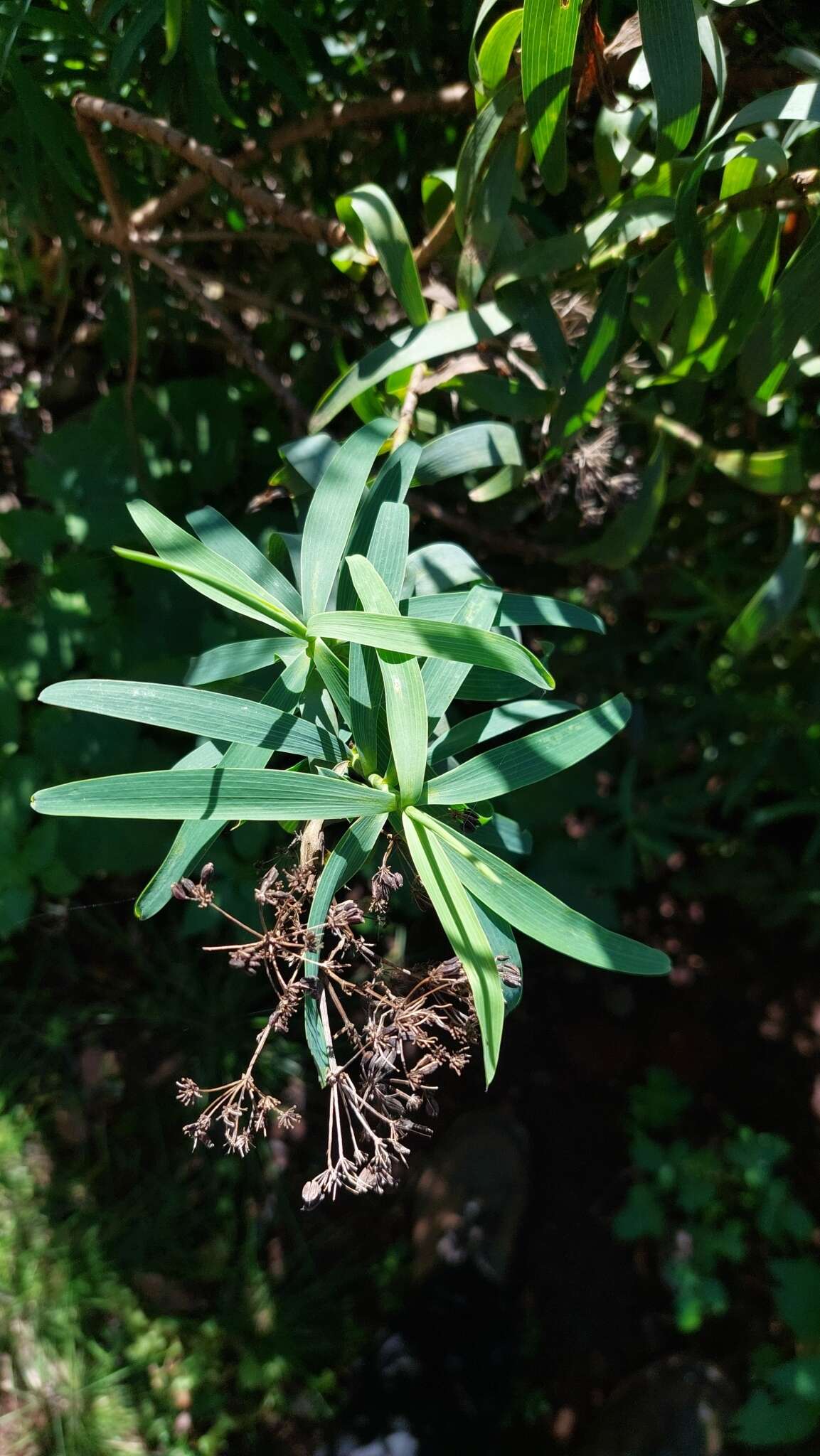 صورة Bupleurum salicifolium subsp. aciphyllum (Webb ex Parl.) Sund. & Kunk.