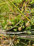 Image of Bog Mountain Daisy