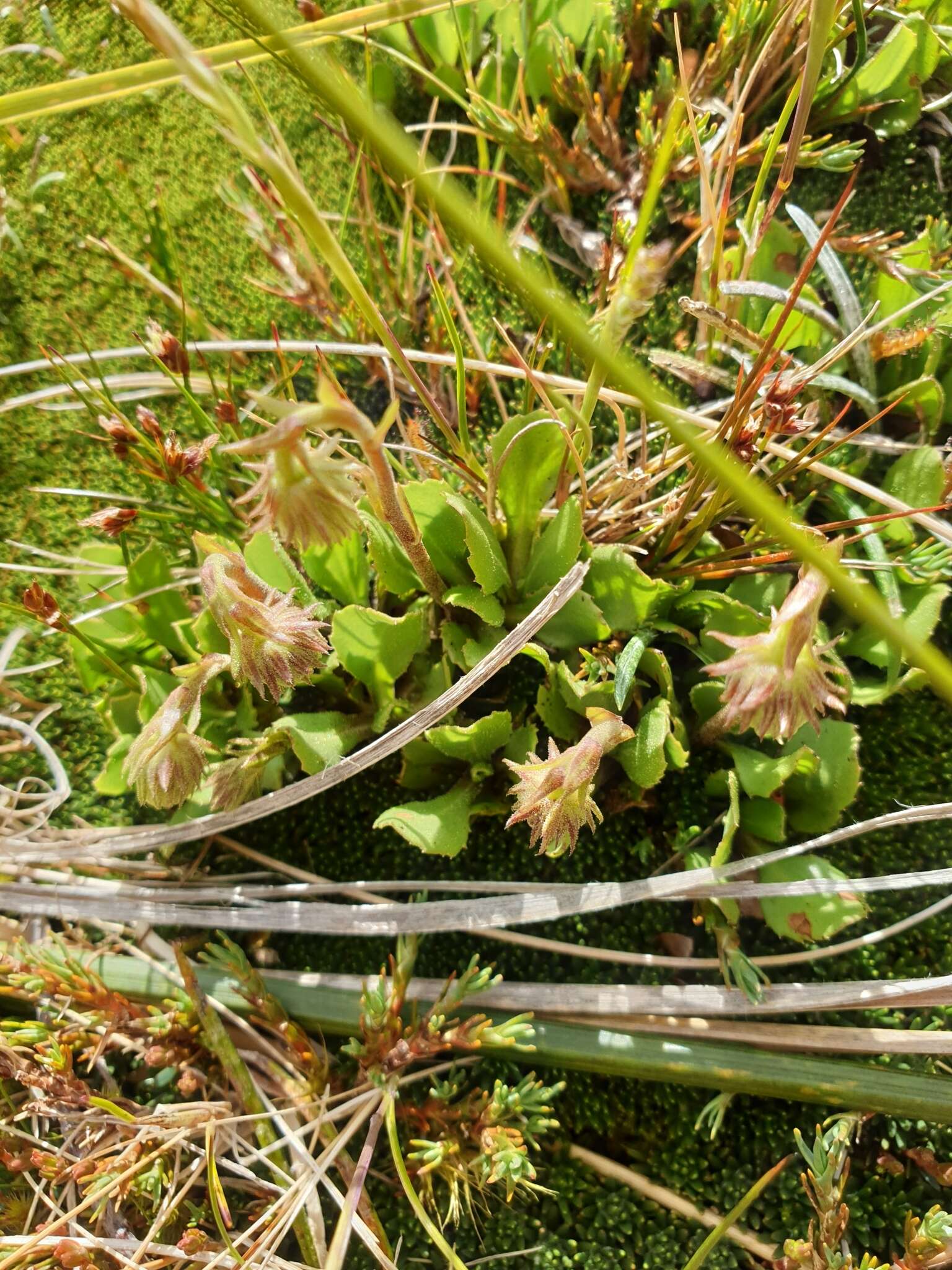 Image of Celmisia glandulosa Hook. fil.