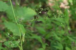 Image of Bupleurum longiradiatum Turcz.