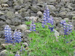 Image of Nootka Lupine