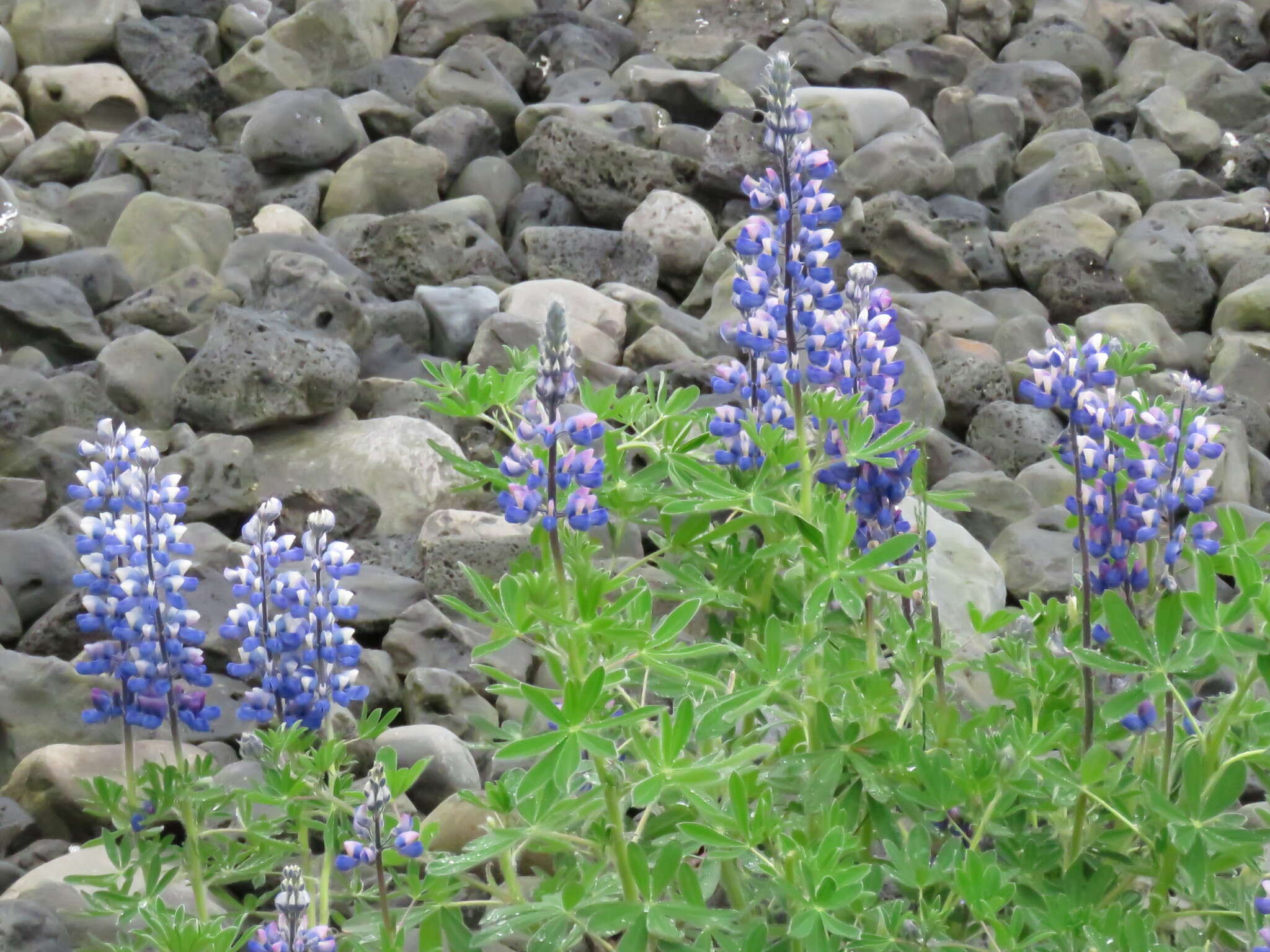 Image of Nootka Lupine