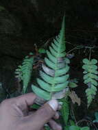 Image of palm fern