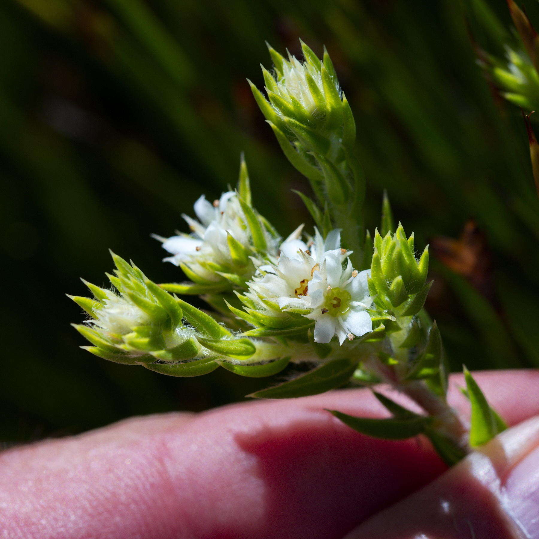 Image of Diosma subulata Wendl.