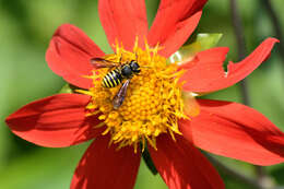 Image of Paranthidium gabbii (Cresson 1878)