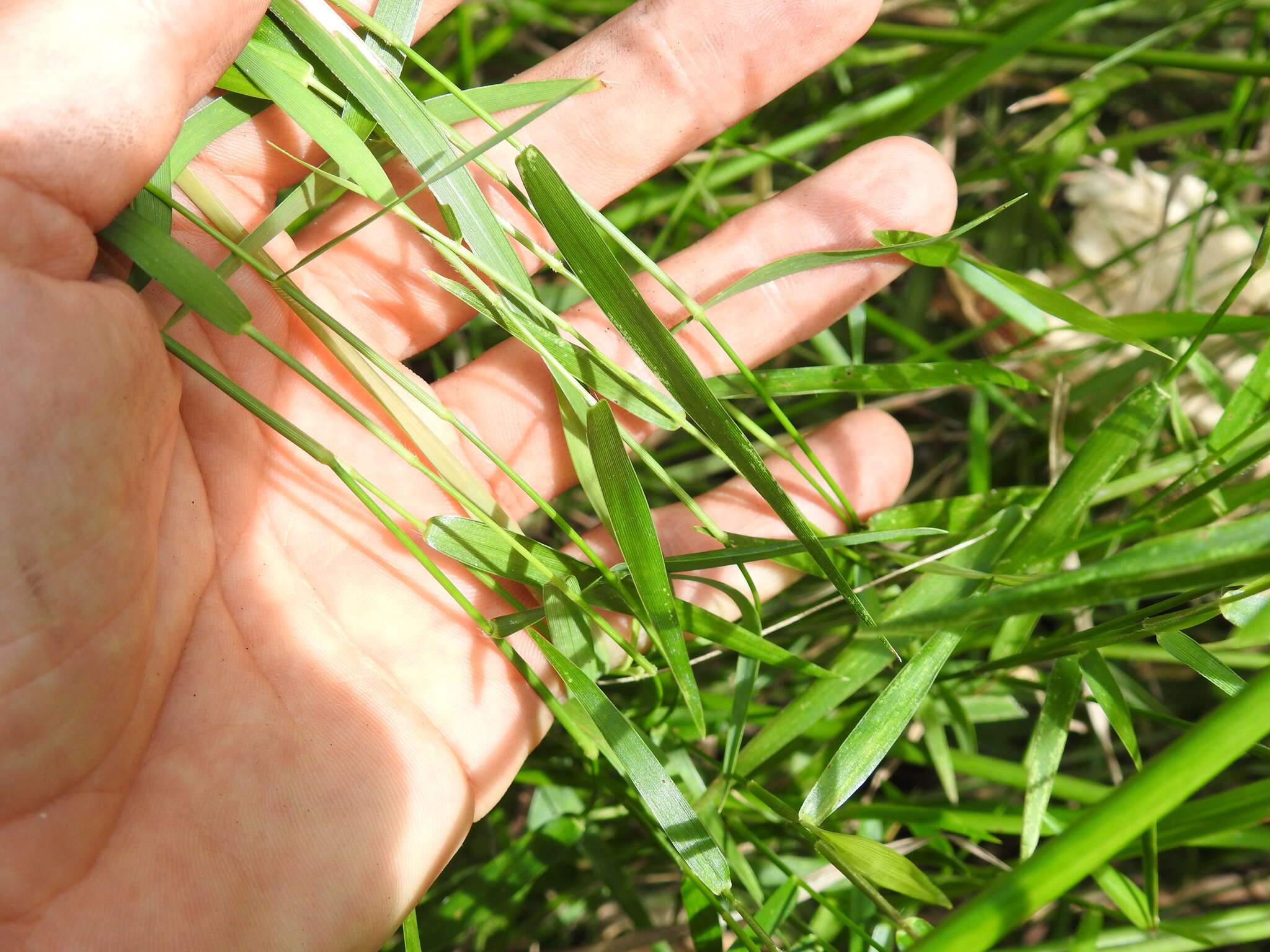 Image of Swamp Millet