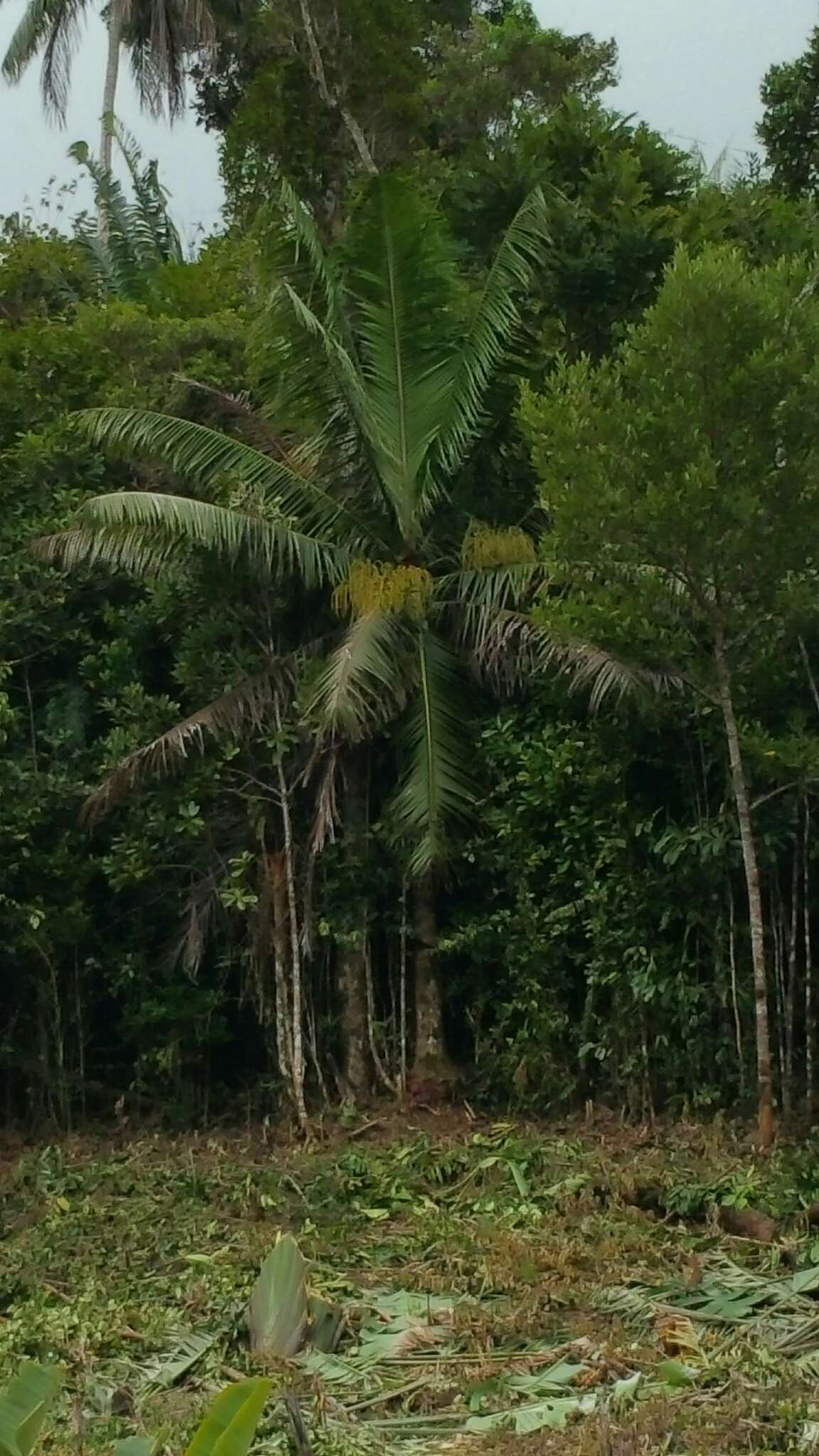 Image of Dypsis lastelliana (Baill.) Beentje & J. Dransf.