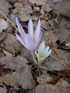 Image of colchicum