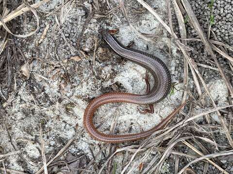 Plancia ëd Plestiodon egregius similis Mcconkey 1957