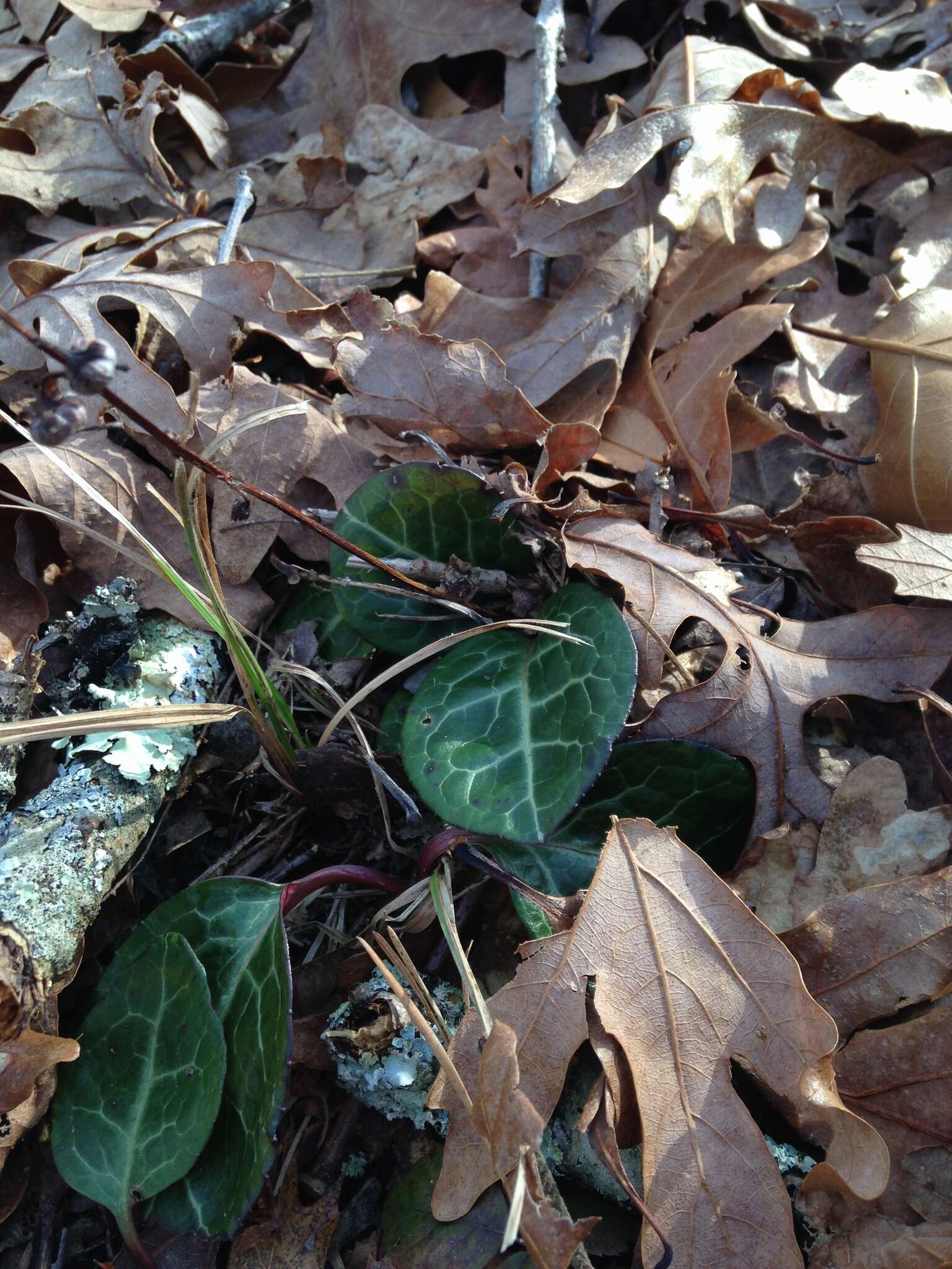 Image of American wintergreen