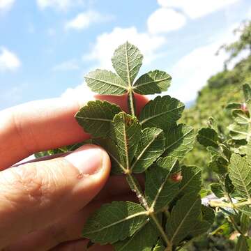 Image of Bursera glabrifolia (Kunth) Engl.