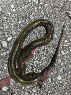 Image of Striped Crayfish Snake