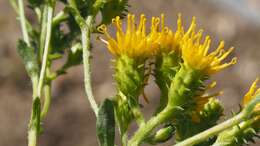 Image de Isocoma menziesii var. vernonioides (Nutt.) G. L. Nesom