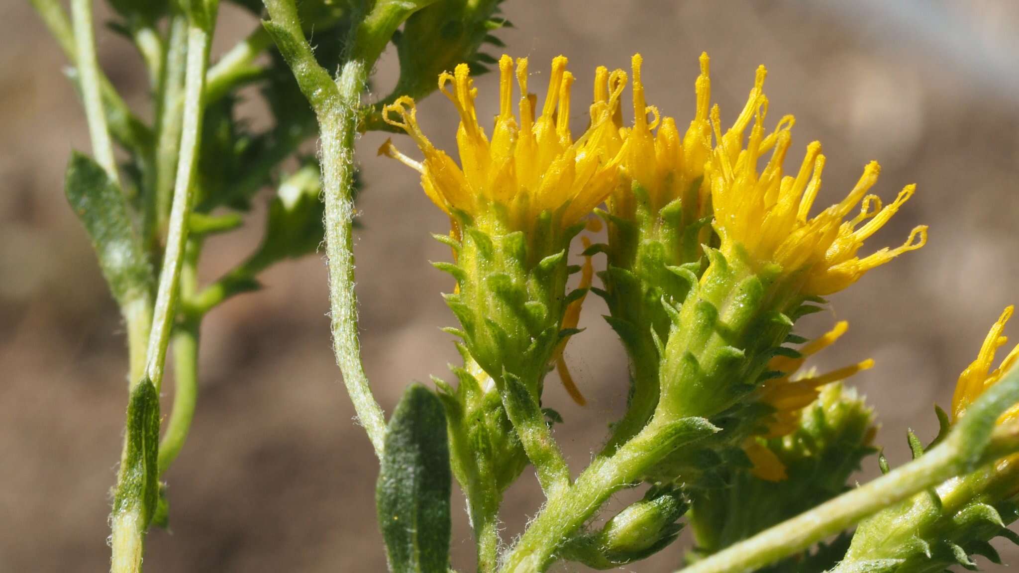 Image de Isocoma menziesii var. vernonioides (Nutt.) G. L. Nesom