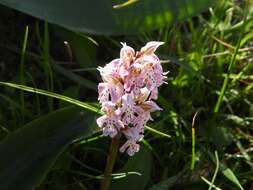 Image of Milky orchid