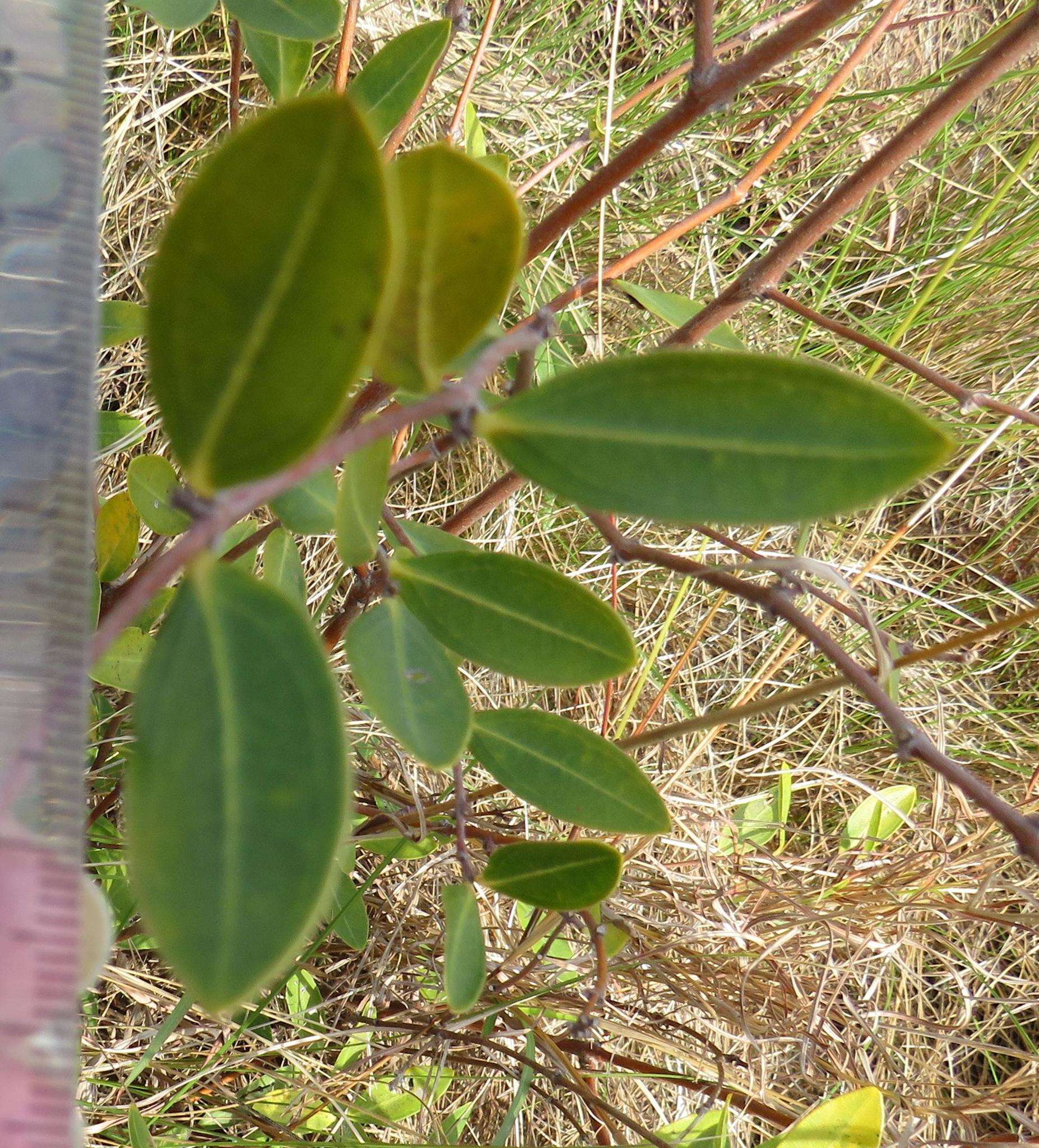 Image of Cryptolepis oblongifolia (Meisn.) Schltr.