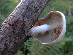 Image of Pleurotus dryinus (Pers.) P. Kumm. 1871