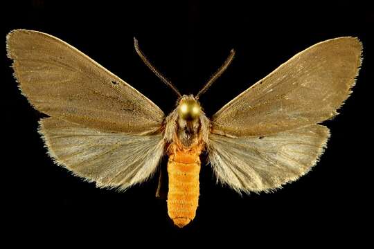 Image of Mousey Tiger Moth