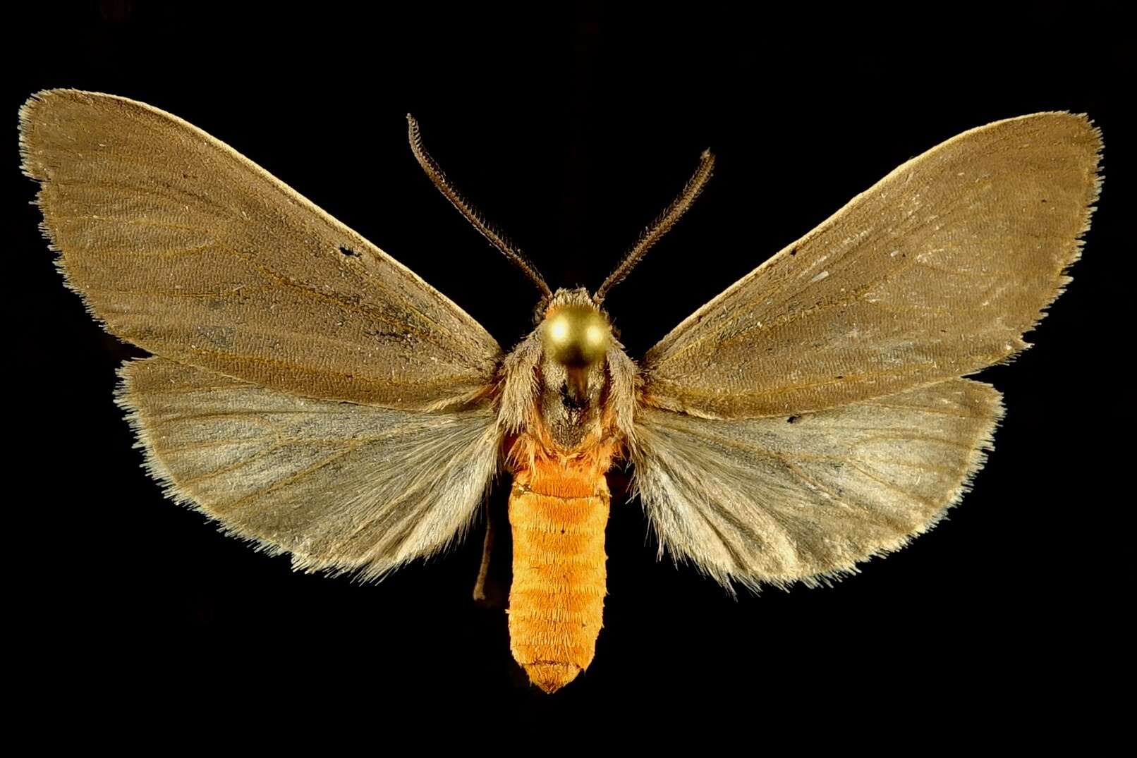 Image of Mousey Tiger Moth