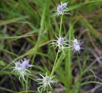 Image de Eryngium hookeri Walp.