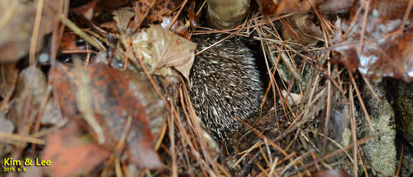 Image of Amur Hedgehog