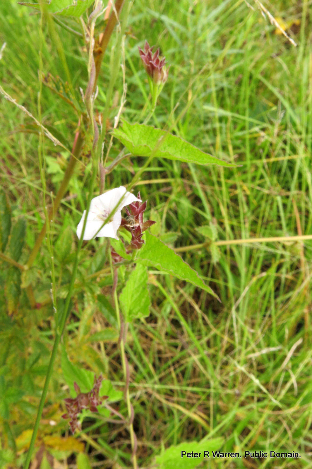 Image de Convolvulus farinosus L.