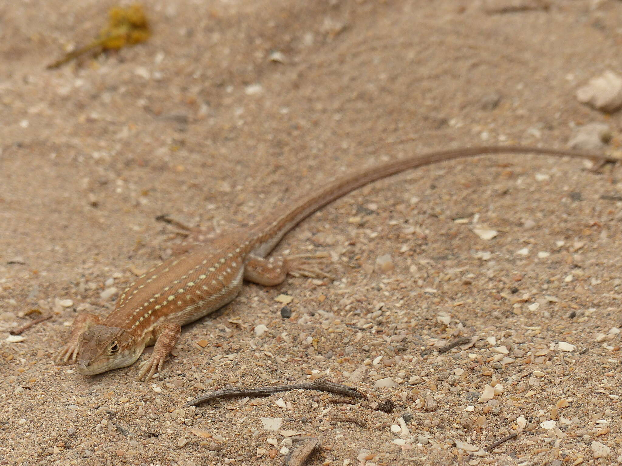 Plancia ëd Acanthodactylus margaritae Tamar, Geniez, Brito & Crochet 2017