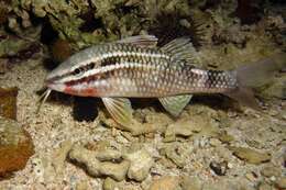 Image of Cardinal goatfish