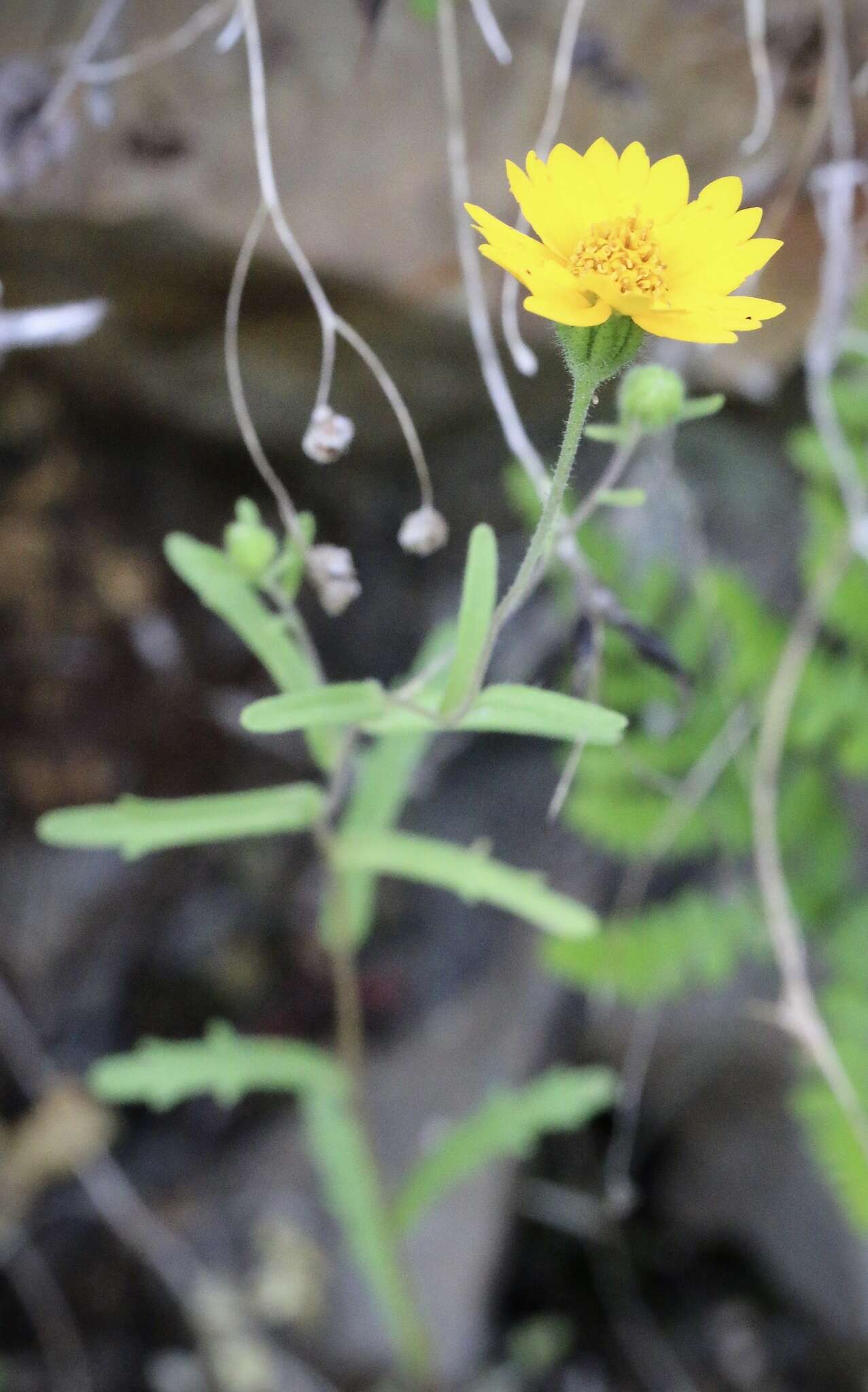 Image of Sierra tidytips