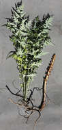 Слика од Orobanche alsatica subsp. libanotidis (Ruprecht) Pusch