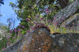 Image of spearleaf stonecrop