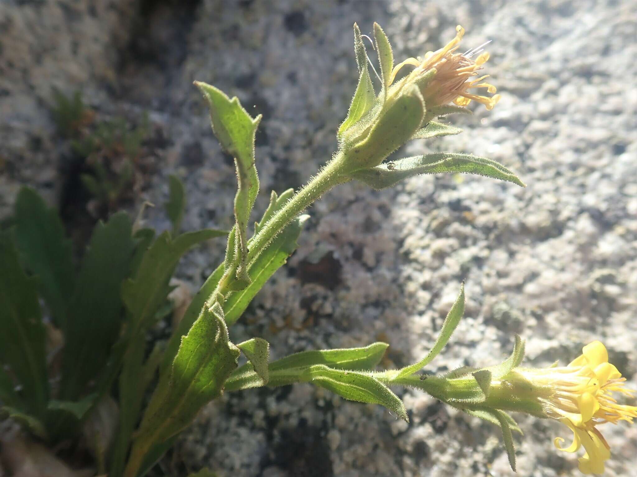 Image of Peirson's serpentweed