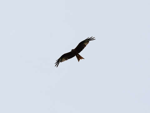 Image of Red Kite