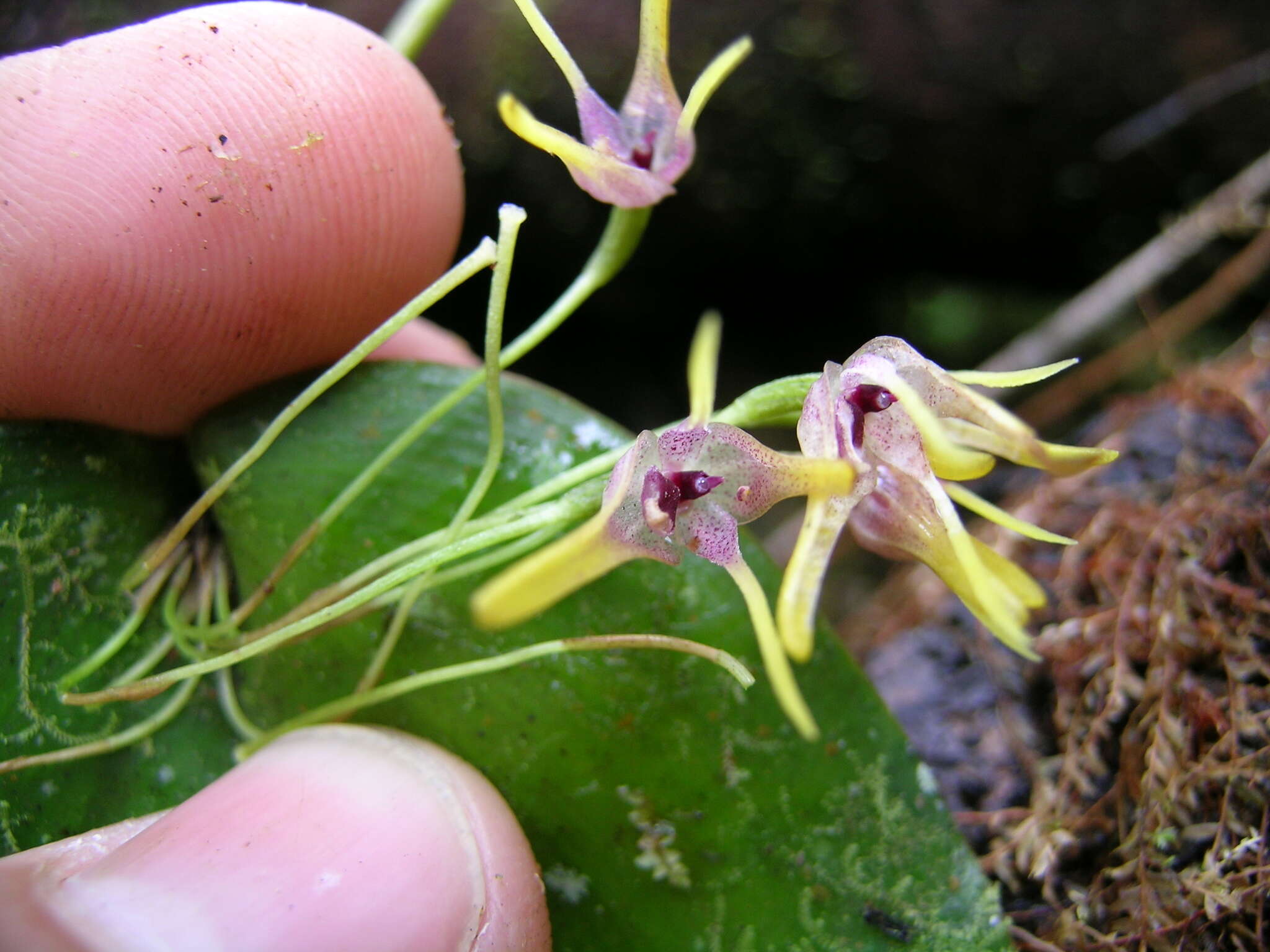 Imagem de Pleurothallis dunstervillei Foldats