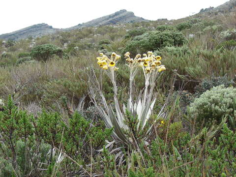 Image de Espeletia grandiflora Humb. & Bonpl.