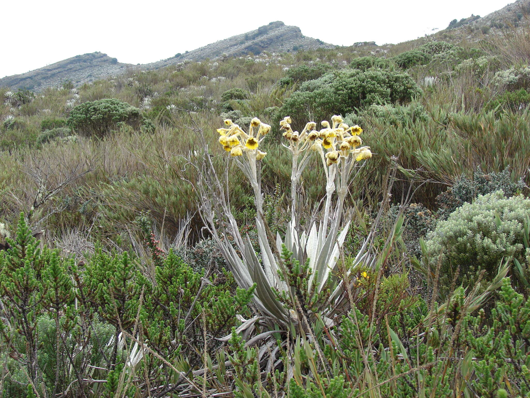 Image of Espeletia grandiflora Humb. & Bonpl.