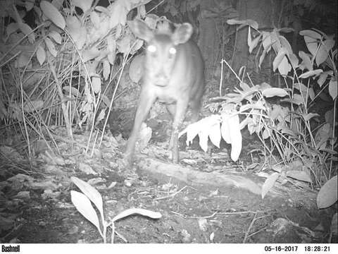 Image of yellow-backed duiker