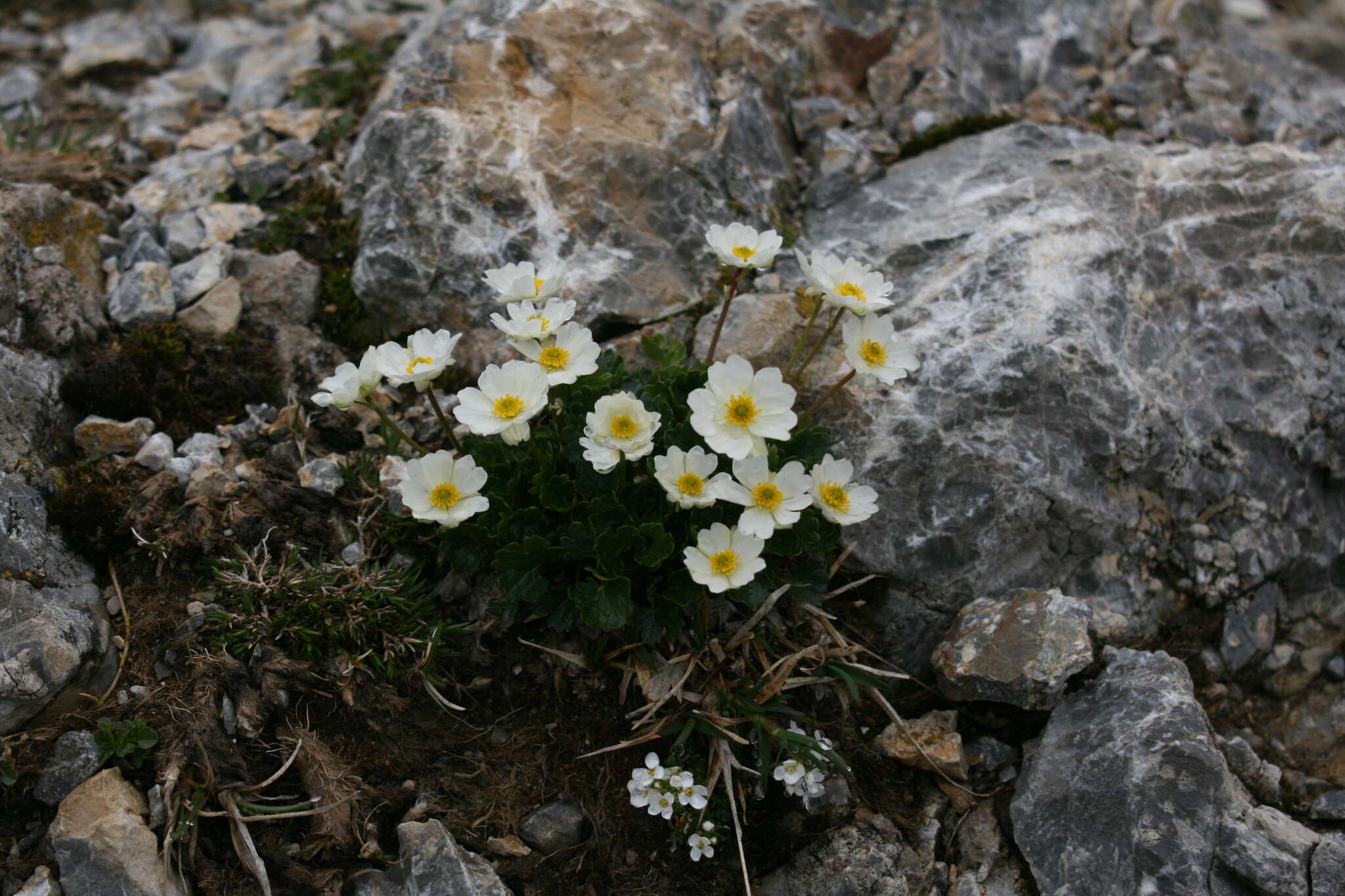 Image of alpine buttercup