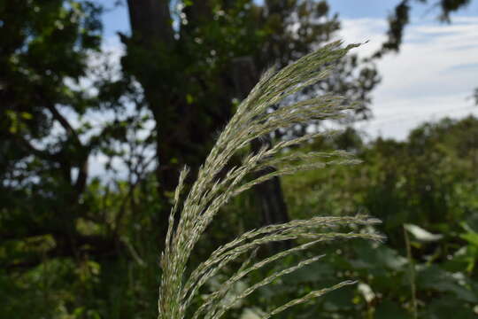 Image de Digitaria insularis (L.) Mez ex Ekman