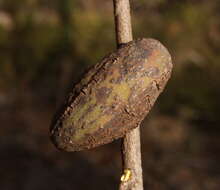 Image of Apiomorpha ovicoloides (Tepper 1893)