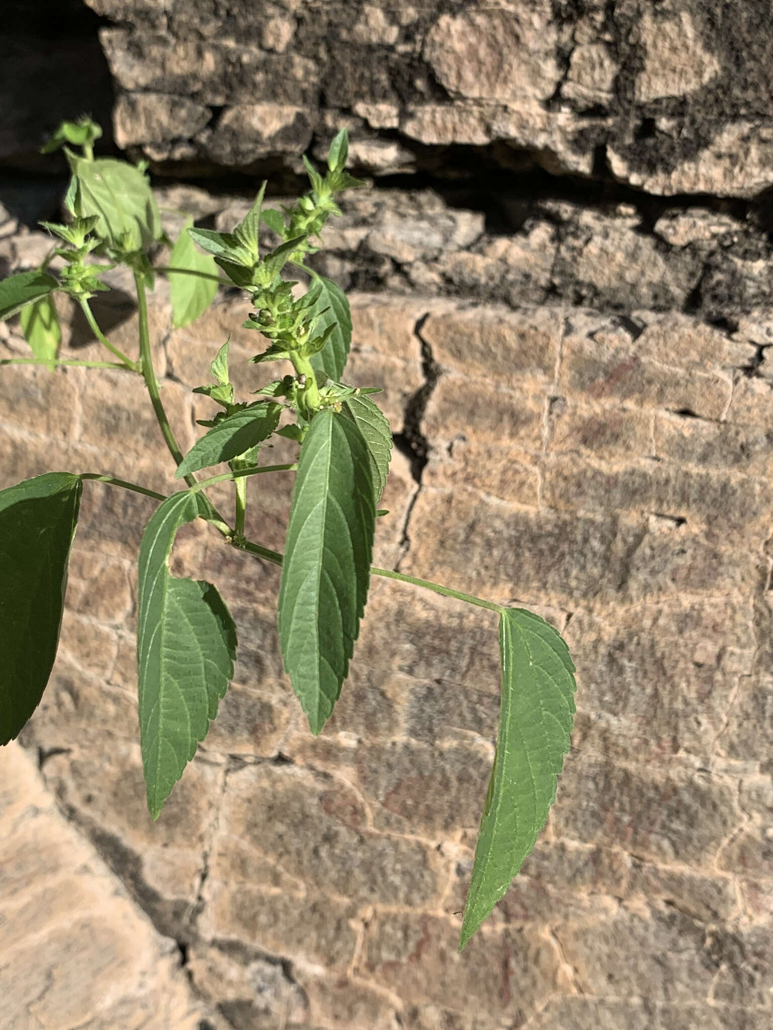 Imagem de Acalypha neomexicana Müll. Arg.