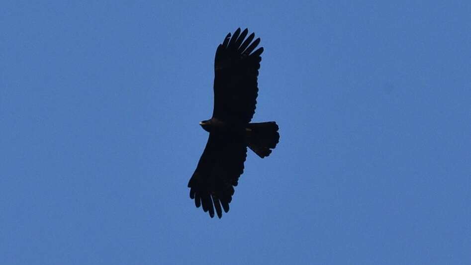 Image of Asian Black Eagle