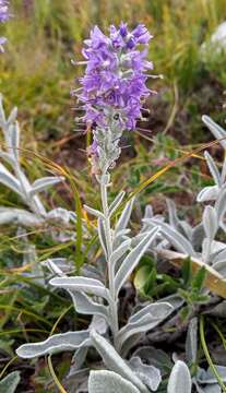 Image of spiked speedwell