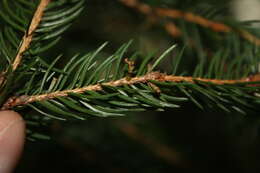 Image of eastern dwarf mistletoe