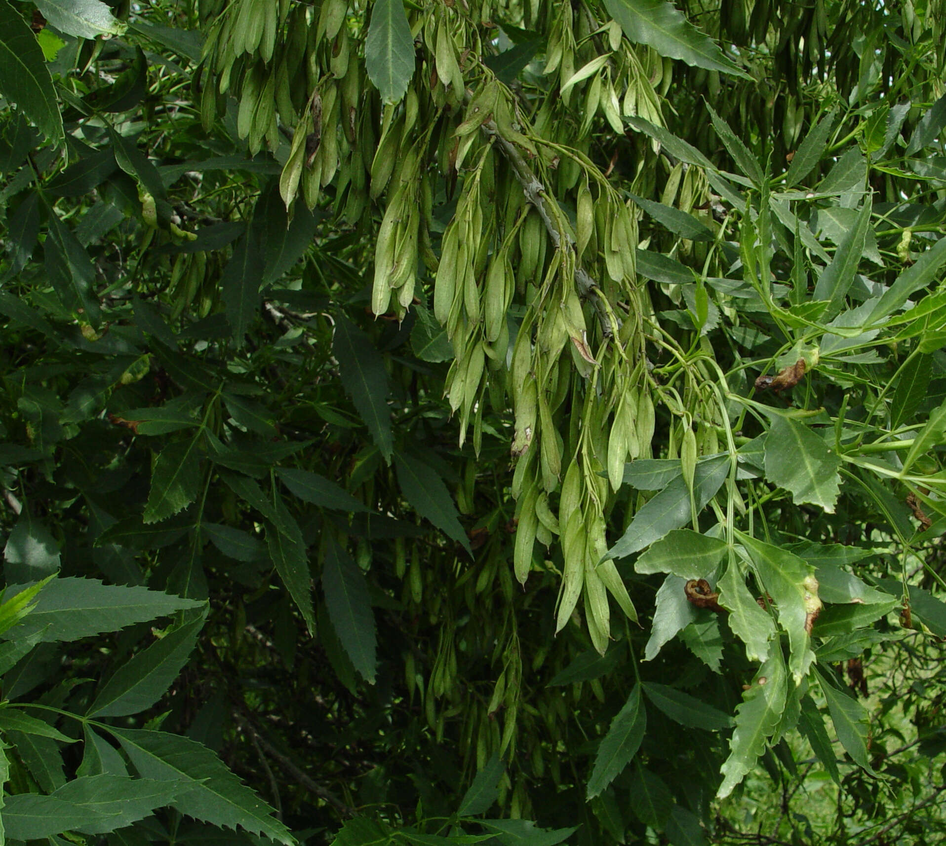 Image of Fraxinus angustifolia subsp. syriaca (Boiss.) Yalt.