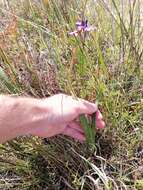 Image of Ixia monadelpha D. Delaroche