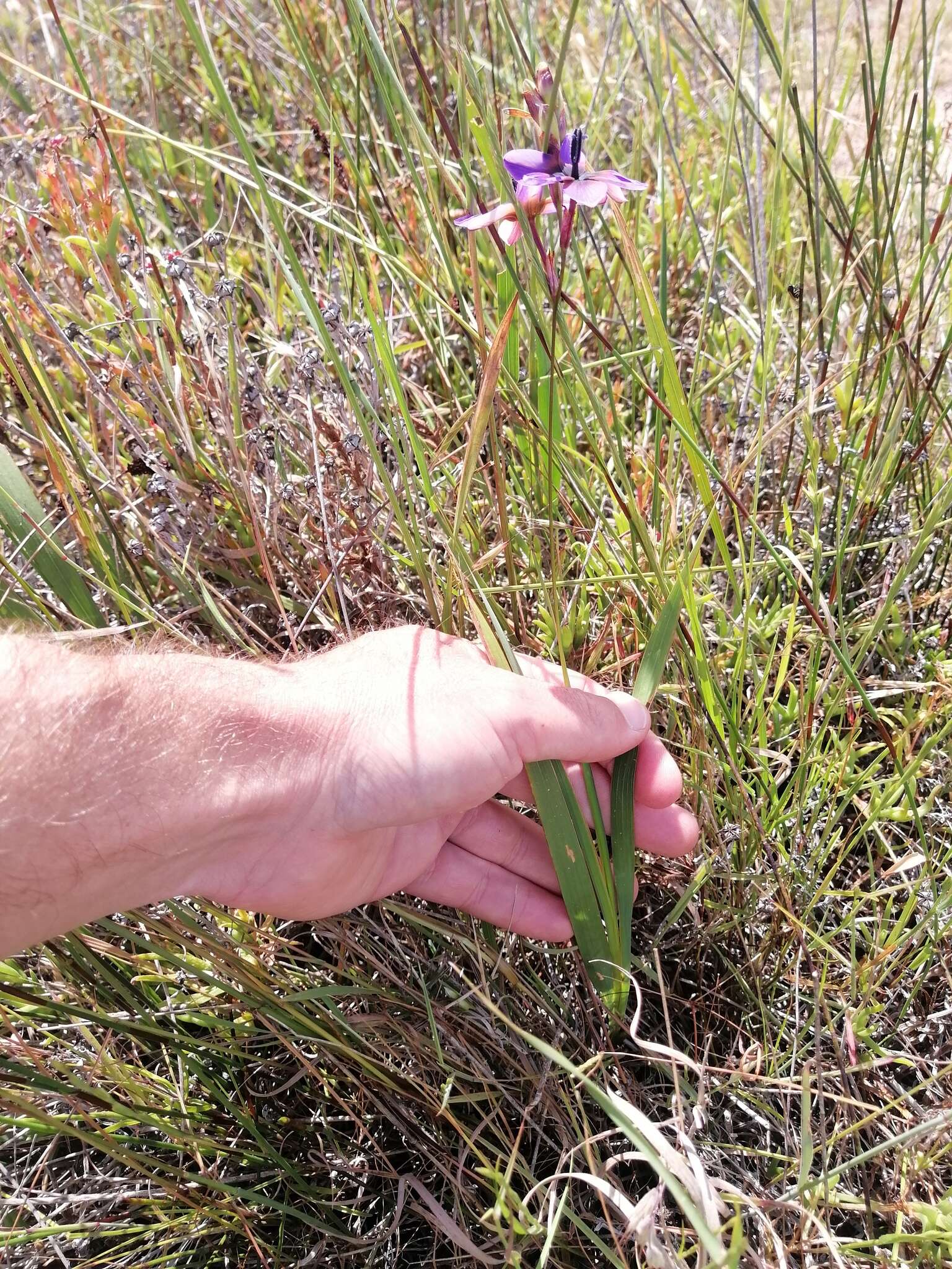 Image of Ixia monadelpha D. Delaroche