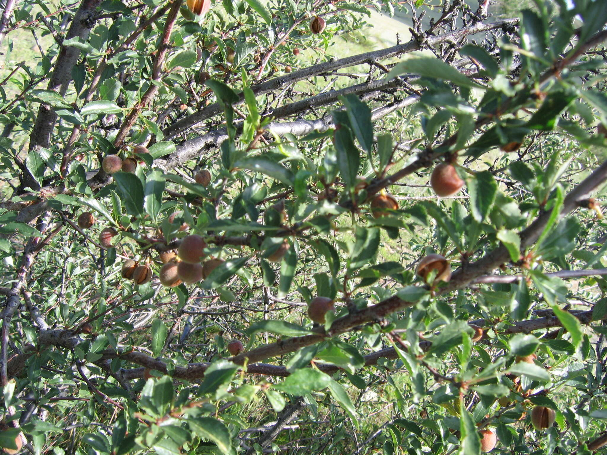 Imagem de Prunus pedunculata (Pall.) Maxim.